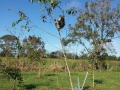 plantations288_n