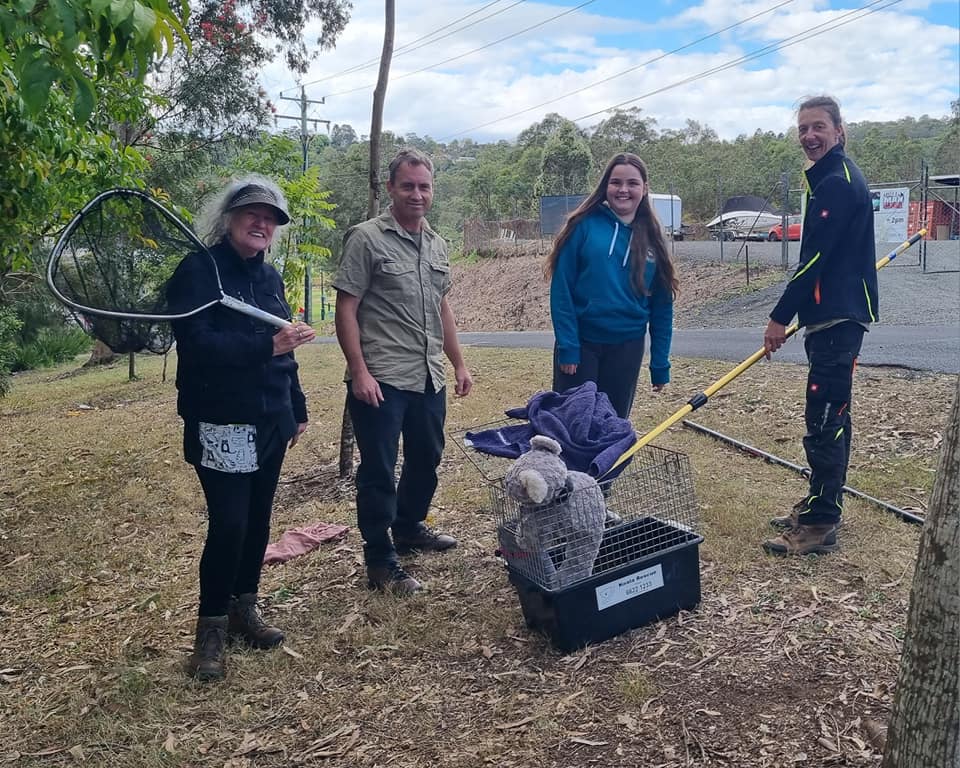 Meet our koala volunteers