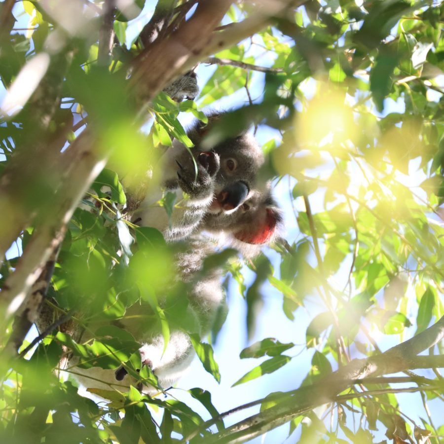 A Bittersweet Win for Koalas