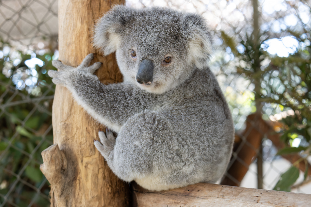 Friends of the Koala Hospital East Coast Australia