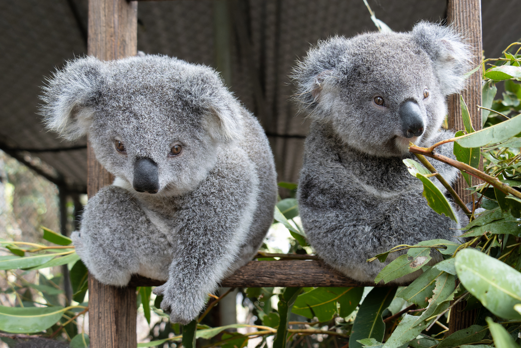 Super cute baby koala and mother just hanging out, looking like