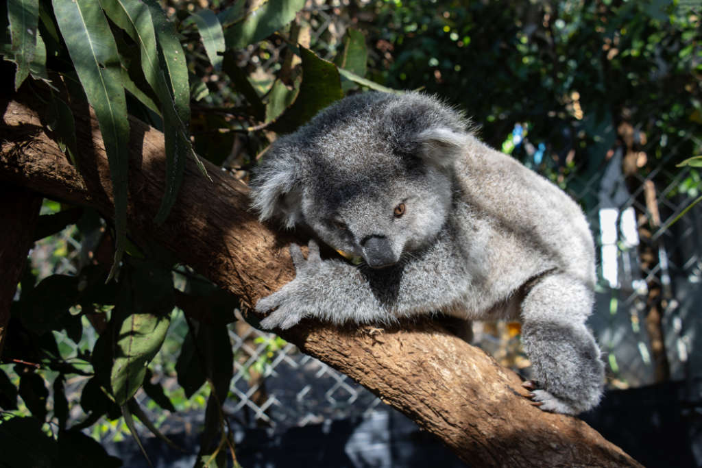 August at Koala Kindy