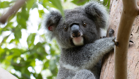 koala adoption