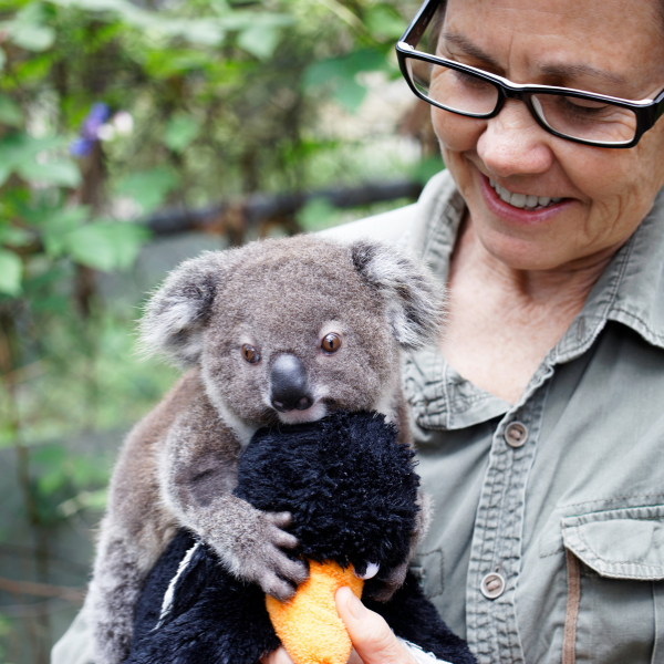 Support Friends of the Koala by adopting a koala