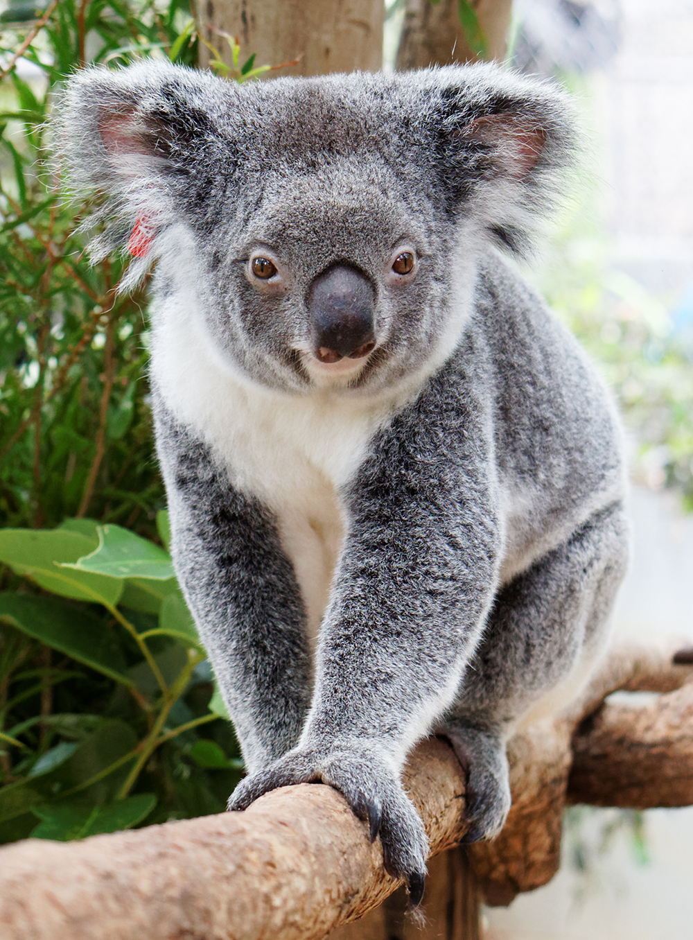 FAQ about koalas