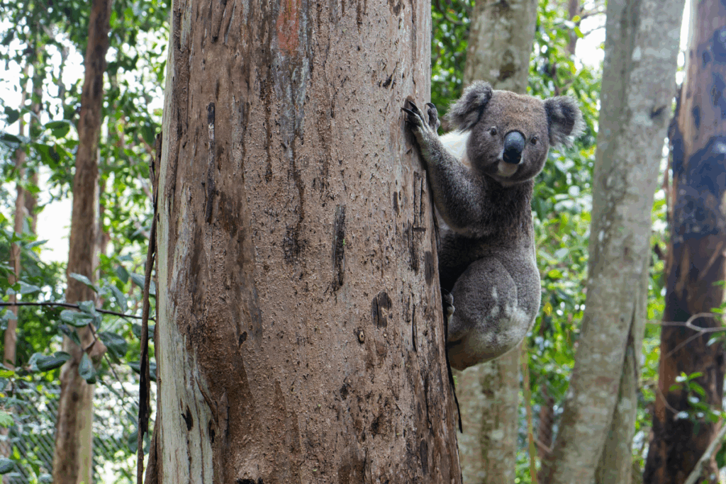 Annual General Meeting on 5 December 2025