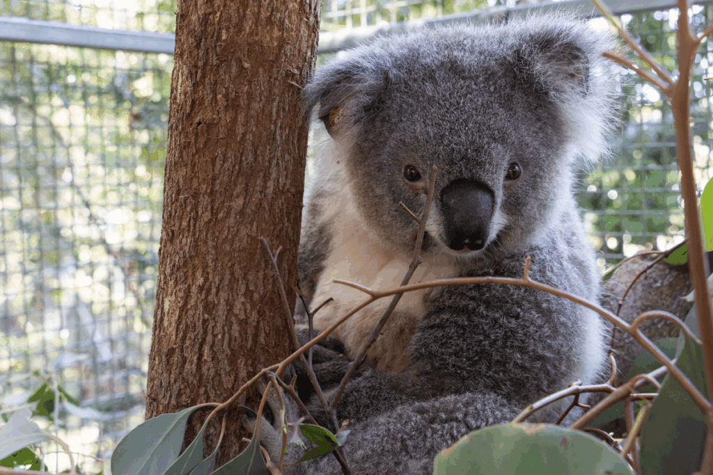 April who was hit by a car made a full recover and was released back to the wild.
