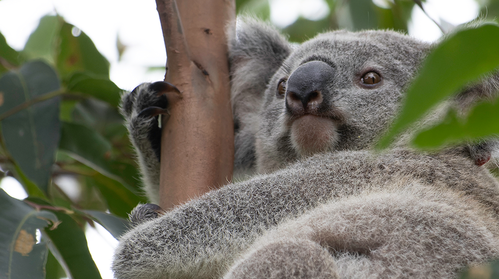 interesting facts about koalas