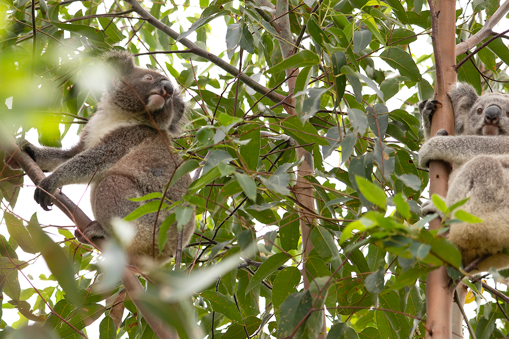 Are Koala Bears Dangerous?