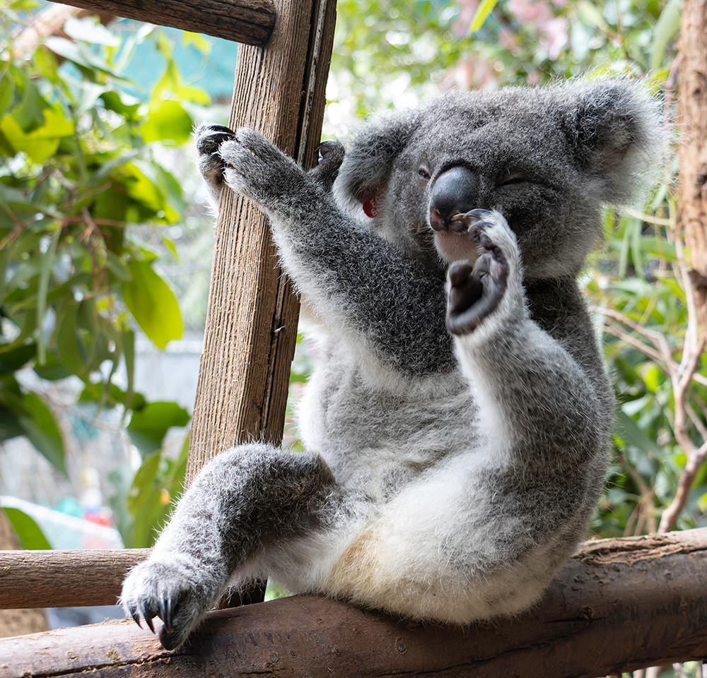 Koala, facts and photos