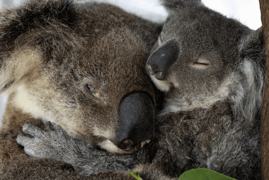 Are koalas good mothers