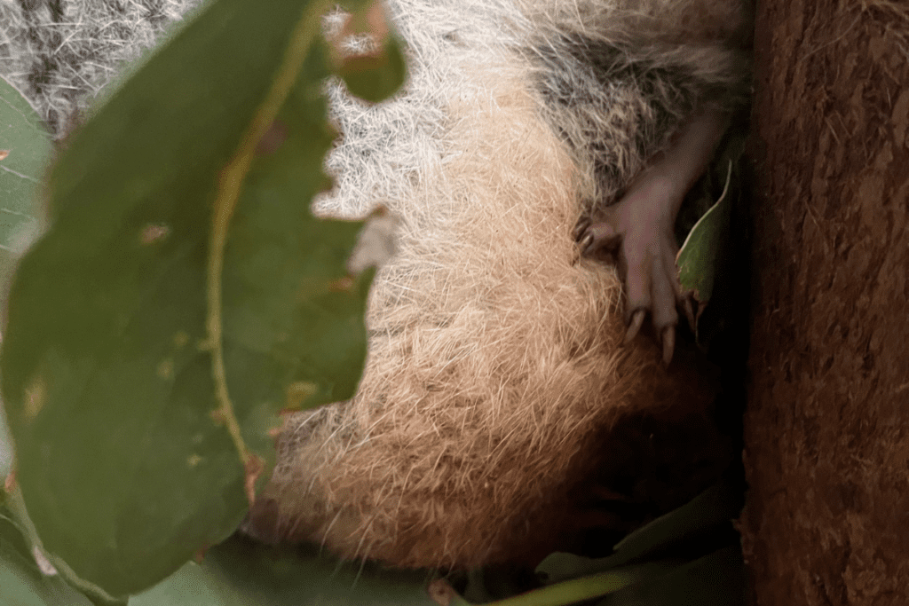 Are koalas good mothers?