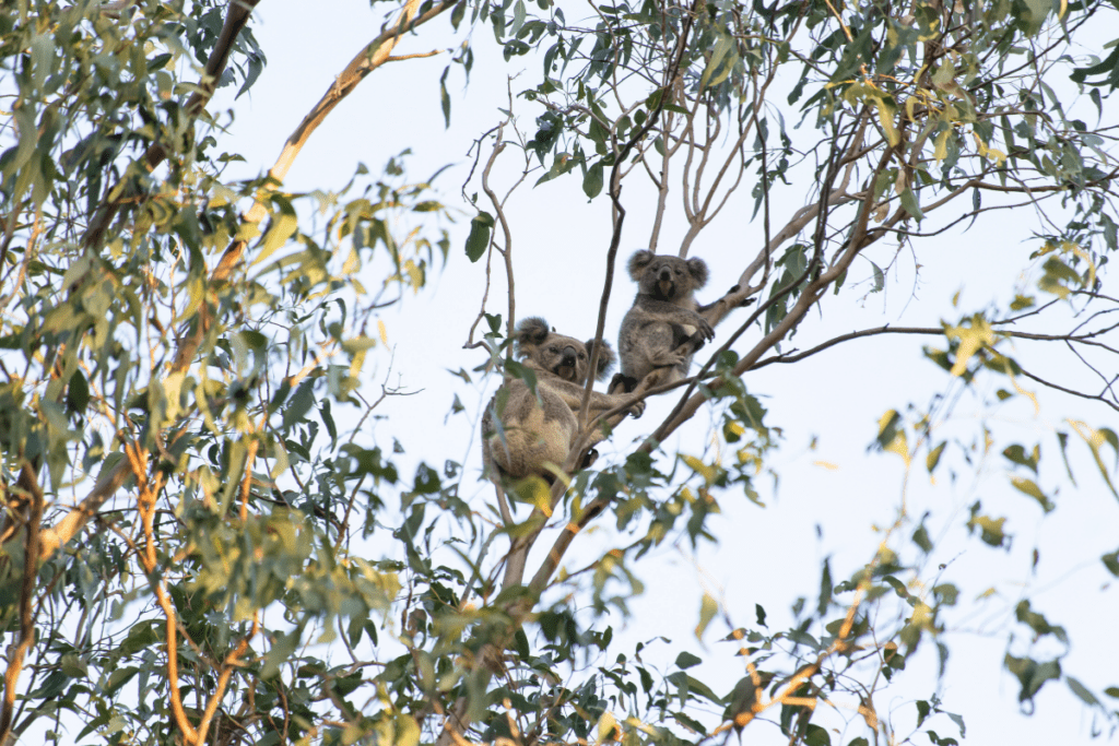 Some people might think koalas are not good mothers but we know better!