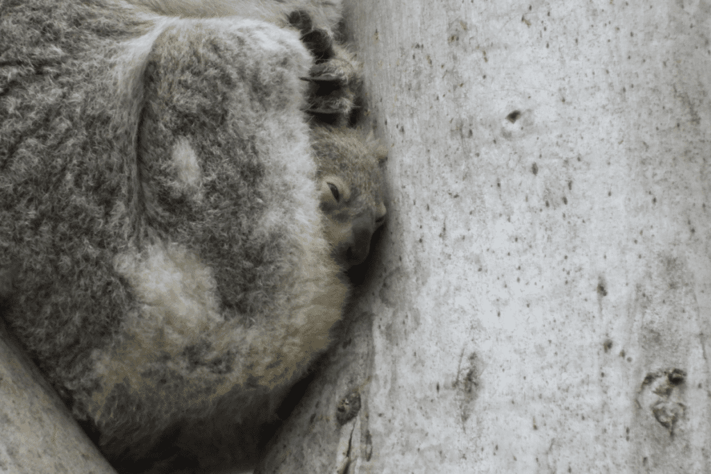 Are koalas good mothers? We explore what makes them AMAZING mums.