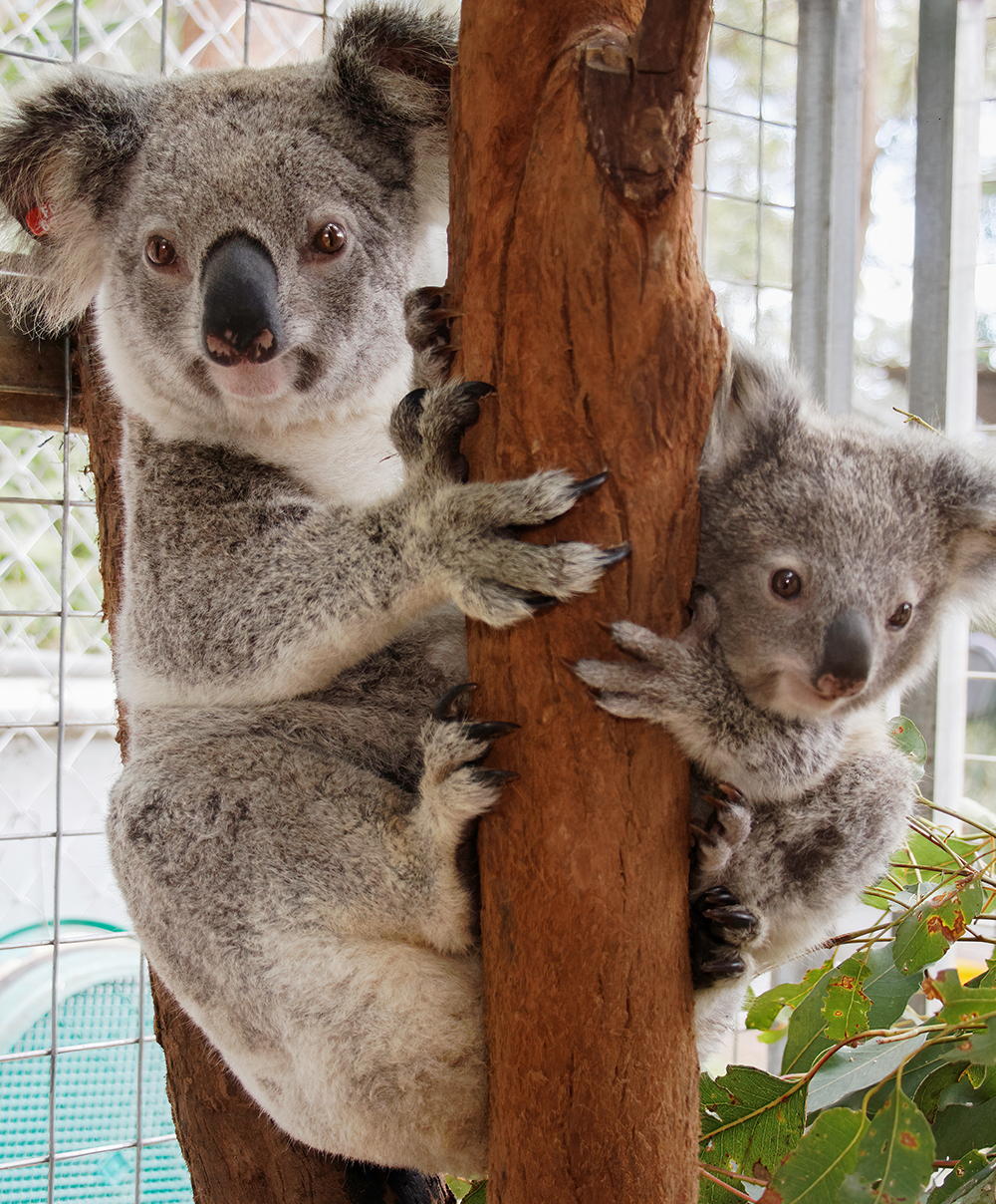 The unbearably gross fact about baby koalas that might ruin them for you  forever 