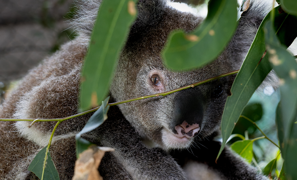 Koala mating habits, diet and habitat myths and misconceptions