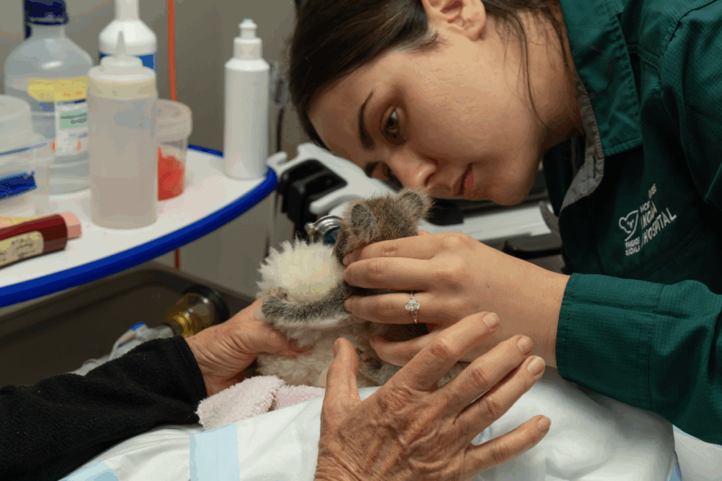 Christmas gifts for Friends of the Koala