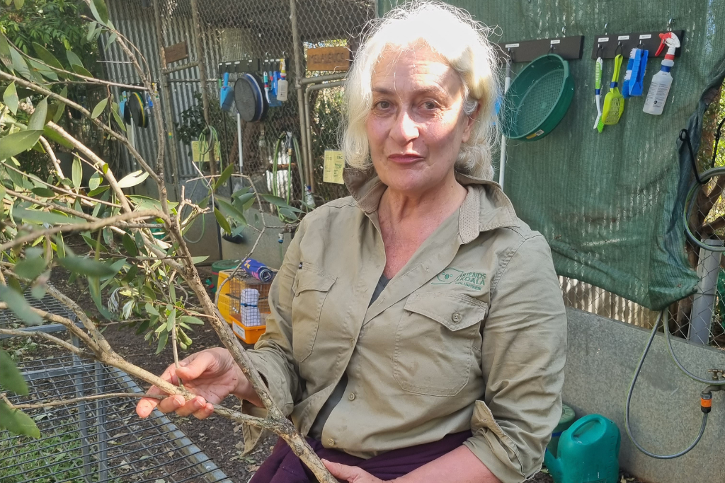 Friends of the Koala Volunteers are the backbone of our organisation