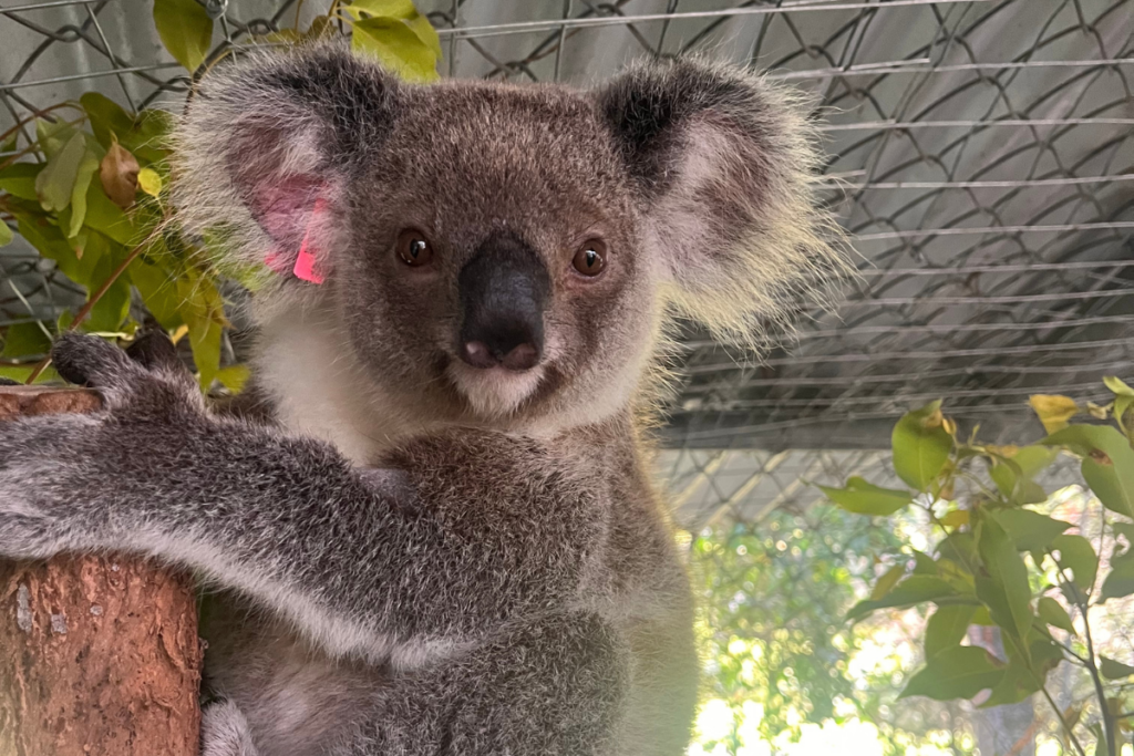 Bindi in Koala Kindy