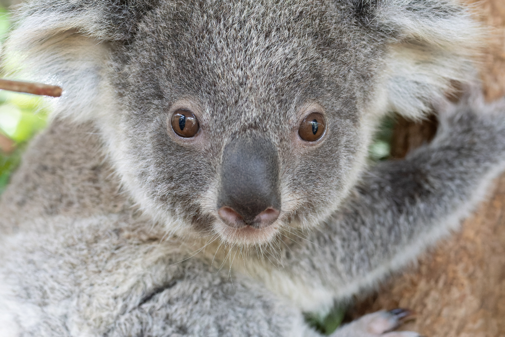 Koala rescue, rehabilitation and release