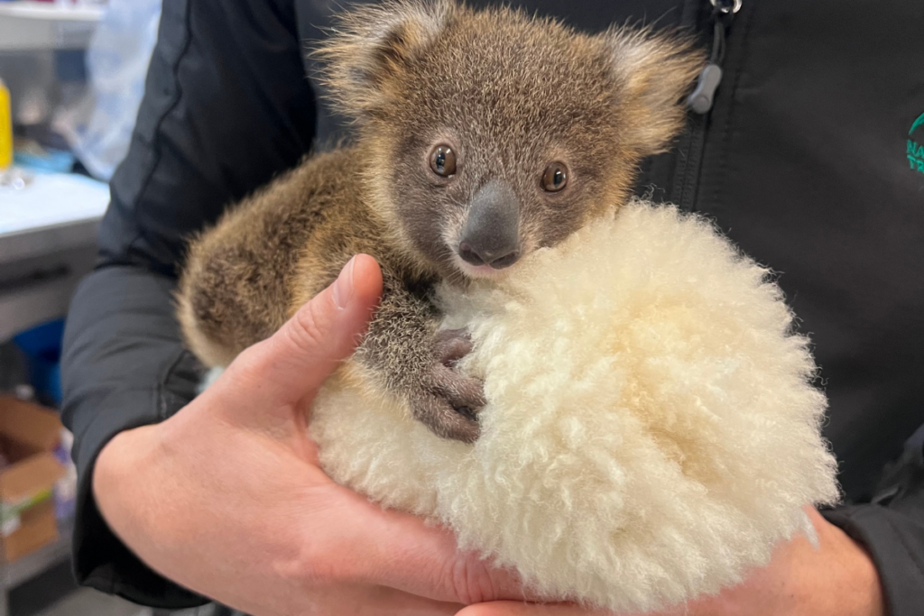 Brightheart's Story Thank You for Supporting Our Koala Hospital(3)