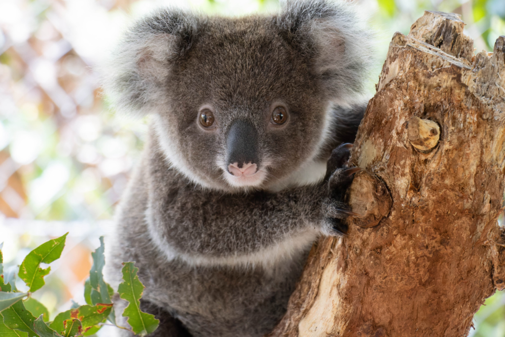 Koalas of Northern NSW