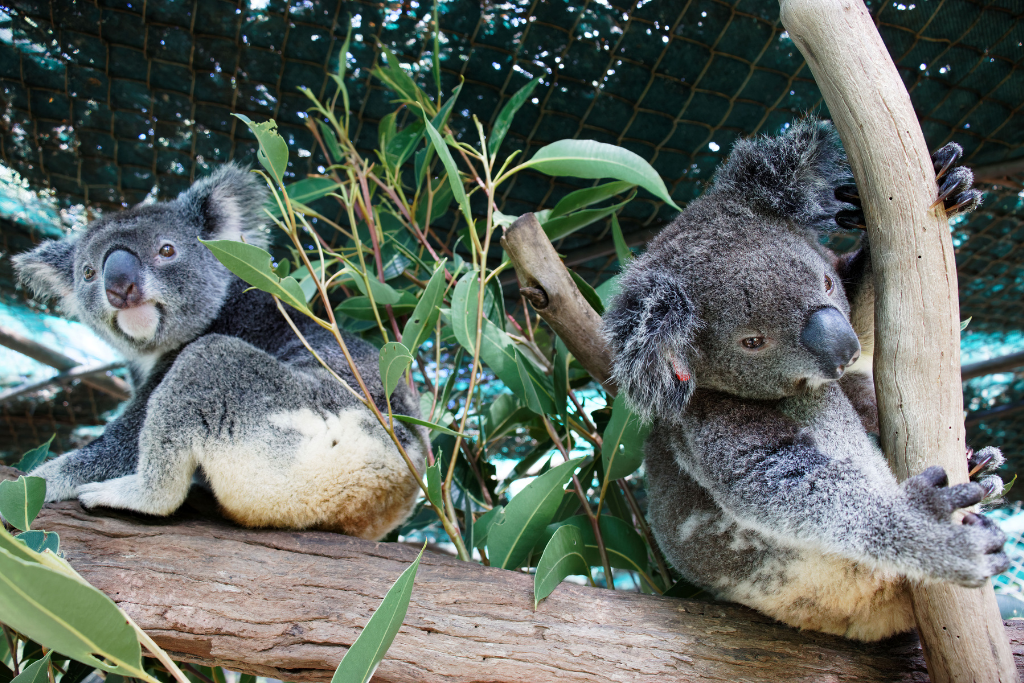 Lismore Koalas