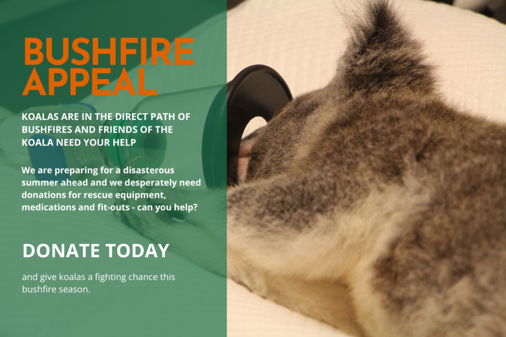 Help us save koalas from bushfires
