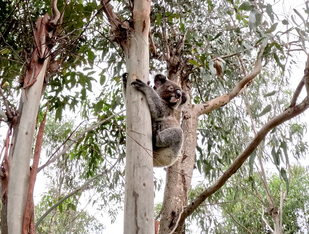 baby koala facts