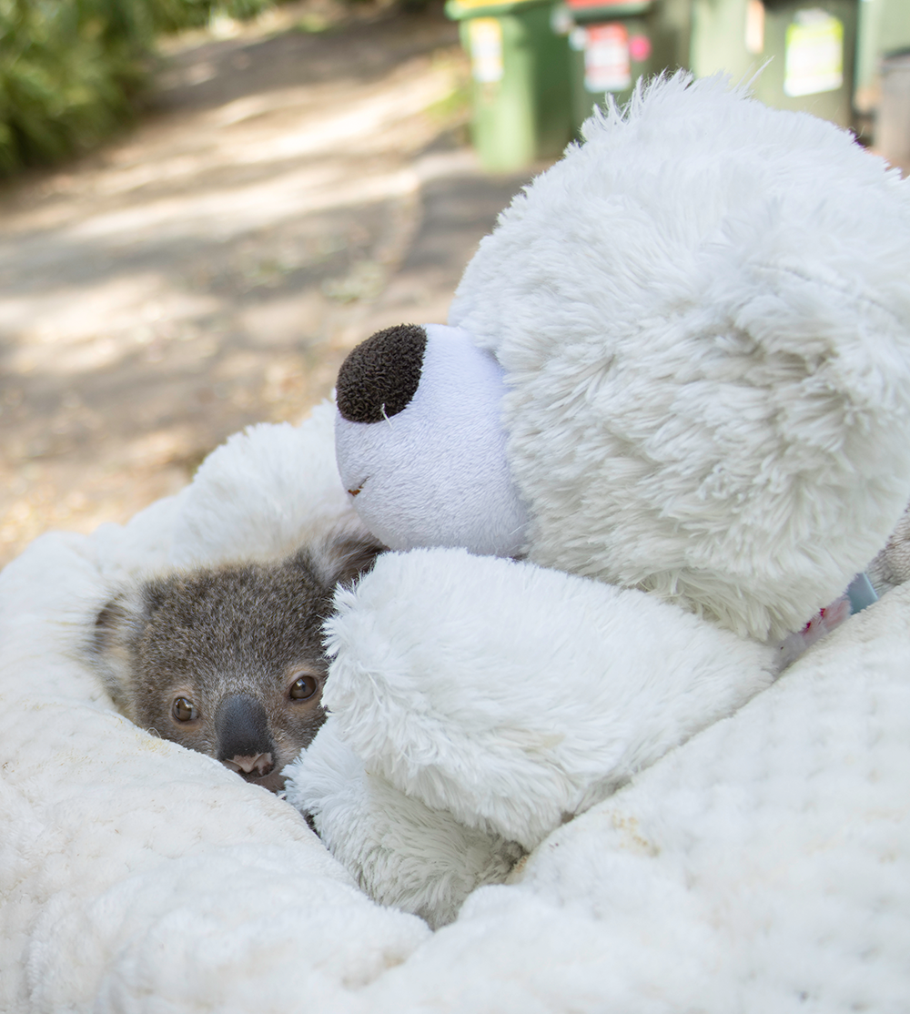 baby koala facts