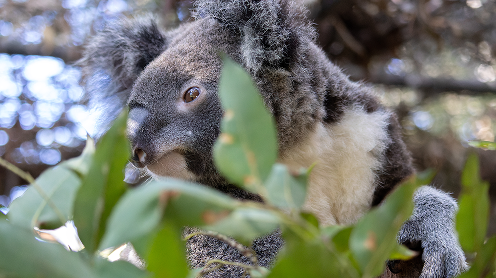 About 3 year old female koala CoCo