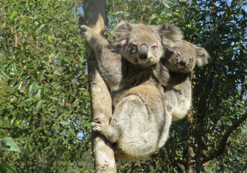 Can the global love of koalas stop its rapid decline