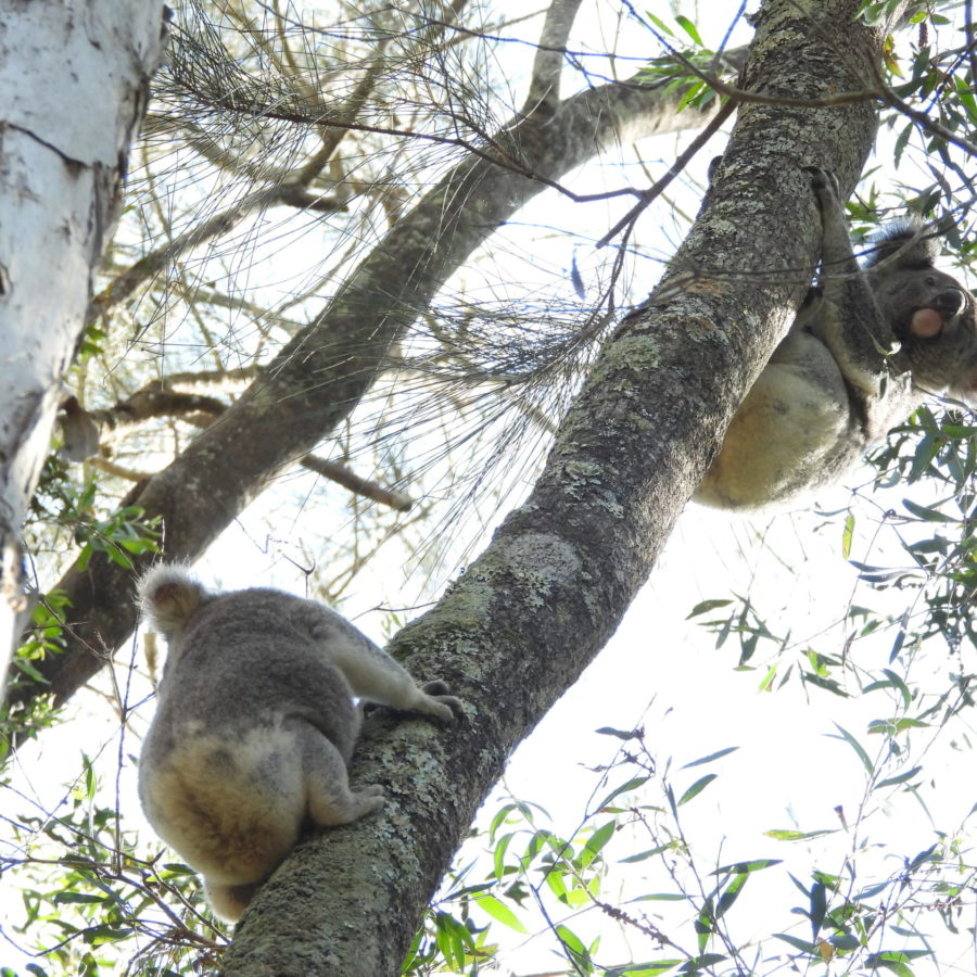 Breeding season starts early for one juvenile koala