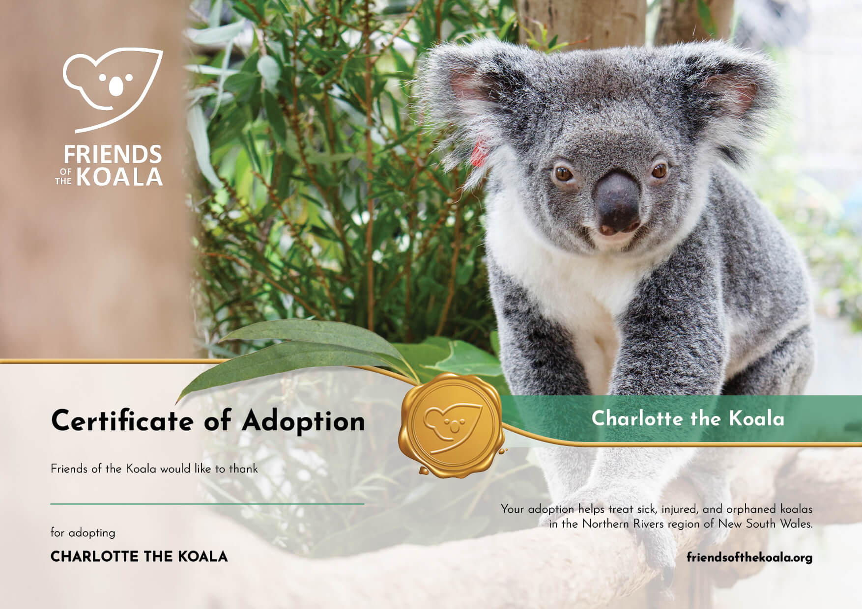 adopt a koala