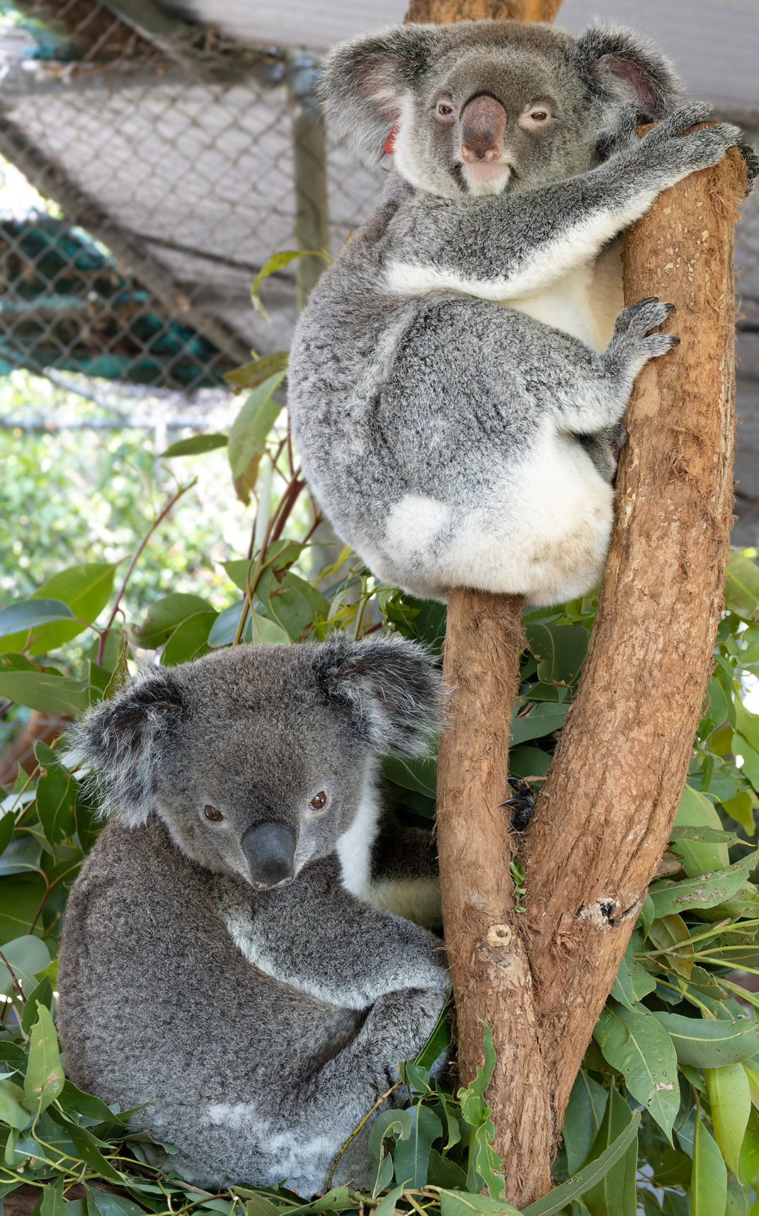 Koala Conservation Reserve