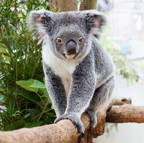 5 Myths About Koalas - Down Under Endeavours