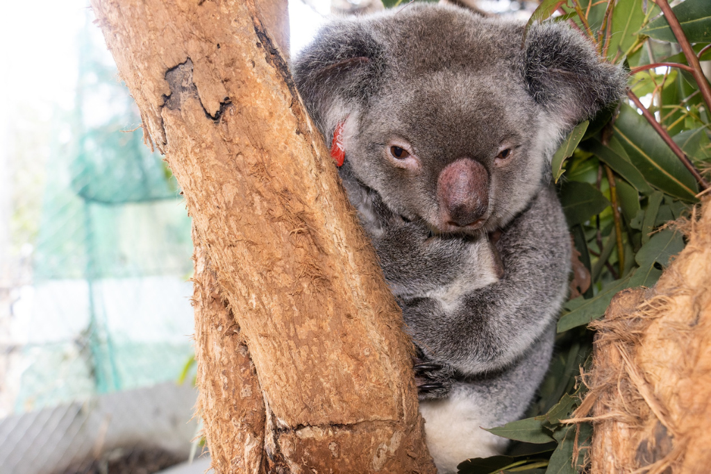Koala Habitat