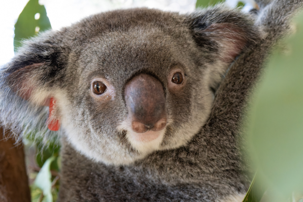 Become a member and save koalas