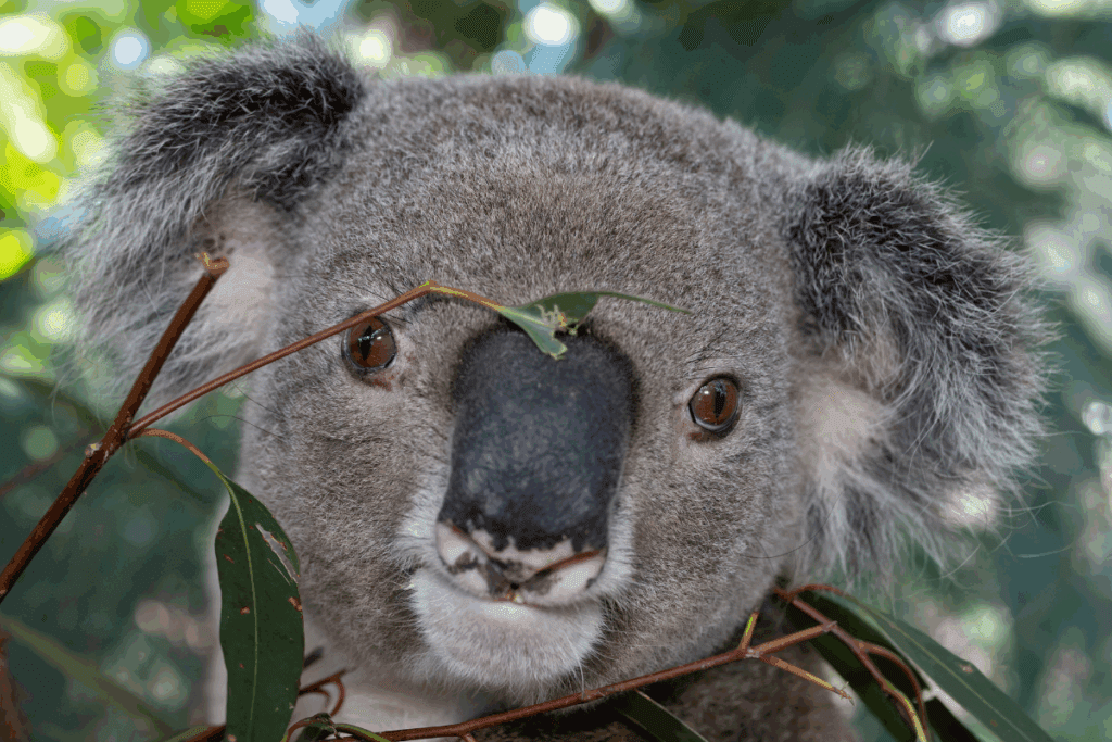 The increased movement of koalas during breeding season puts them at higher risk of car strikes, dog attacks, and other threats.