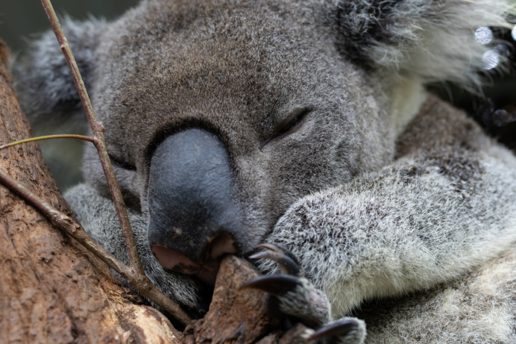 Chlamydia can cause serious illness and even death in koalas(2)