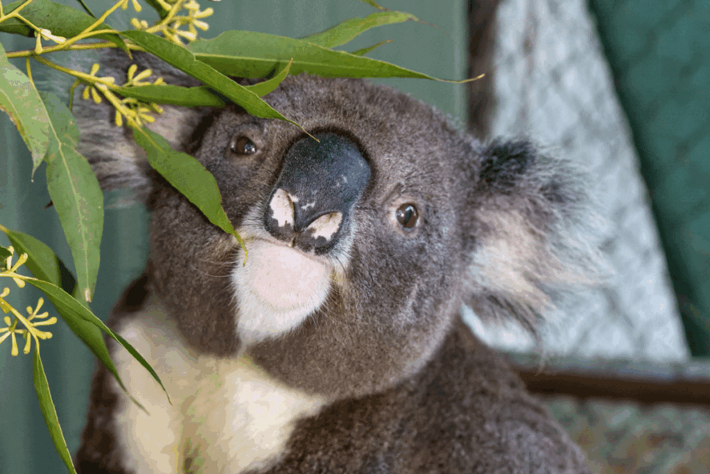Clark Kent is another male koala released home in time for koala breeding season!