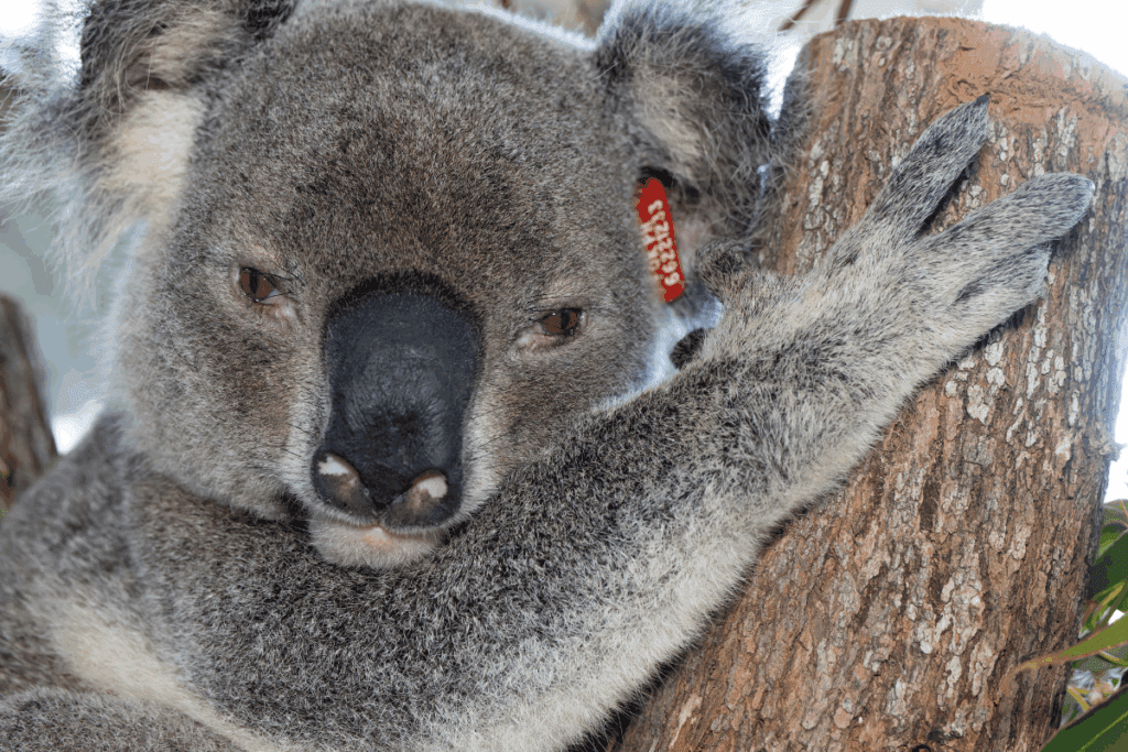 An eight-year-old male is usually strong, dominant, and very active during the breeding season, especially if he's in good condition and has established territory.