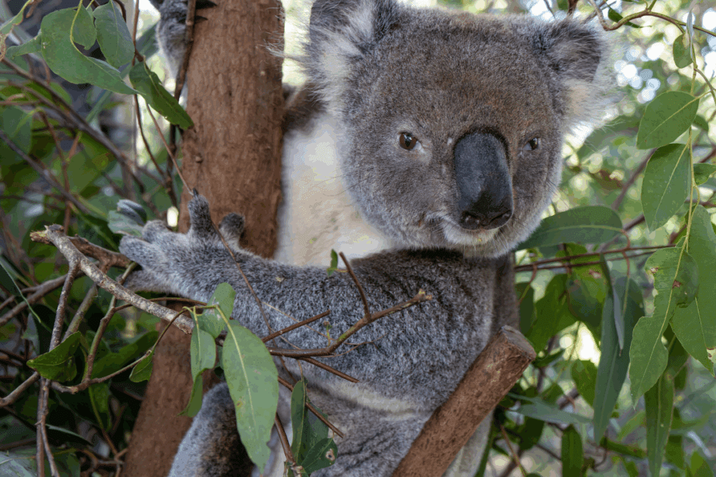 During mating season, male koalas produce loud bellows to attract females and ward off rival males.