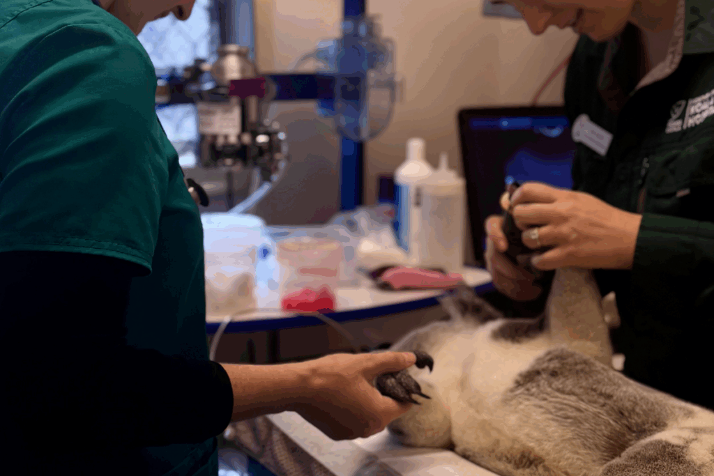 Christmas Gift That Saves Lives Help Finish the Koala Hospital Expansion
