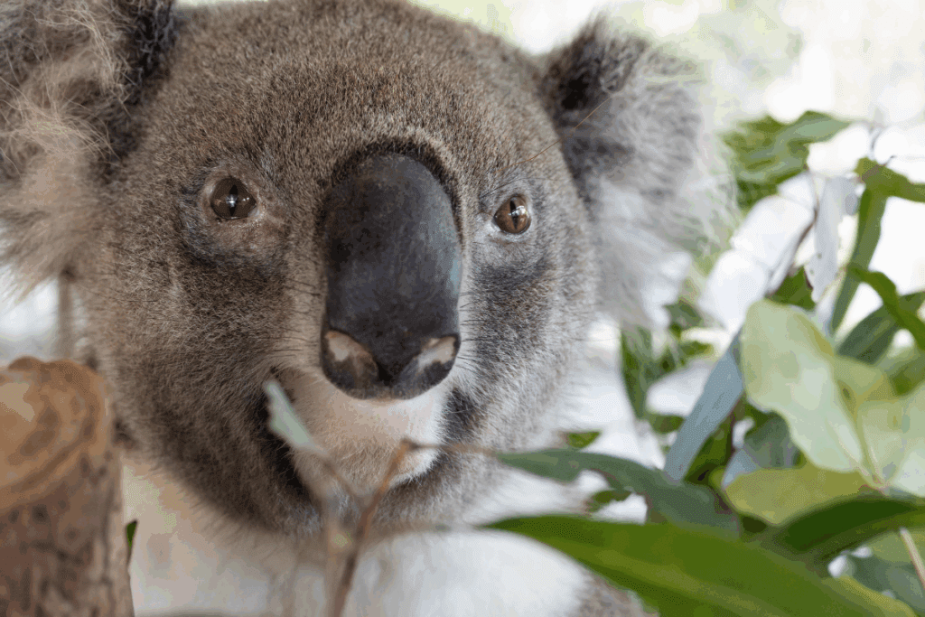 Not all koala matings are successful — female koalas are selective, and mating can be aggressive!