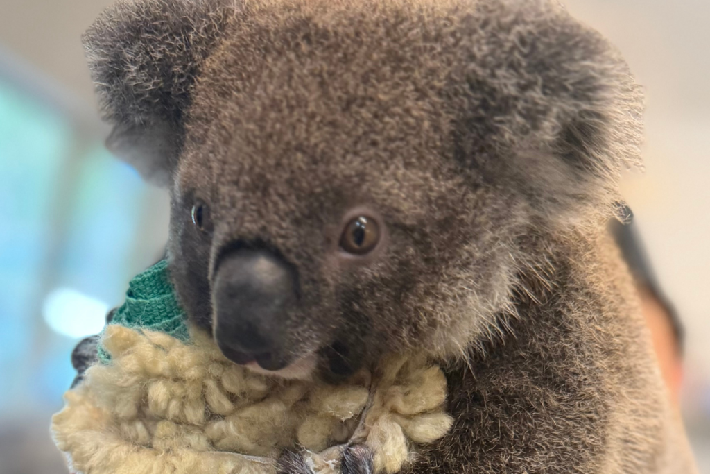 Koala Kindy and Care Centre update January 2026 Friends of the Koala