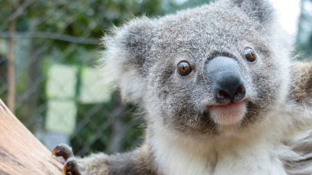 Friends of the Koala