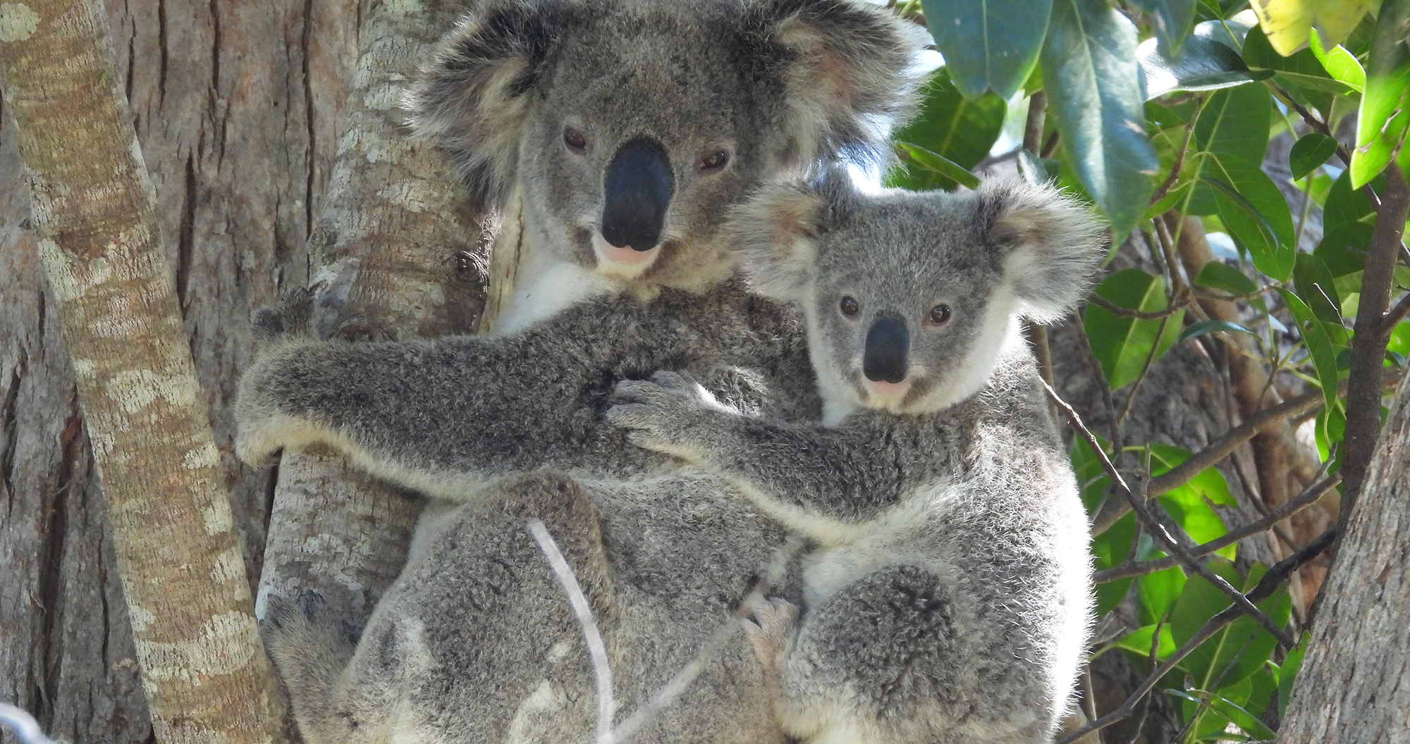 Contact Friends of the Koala
