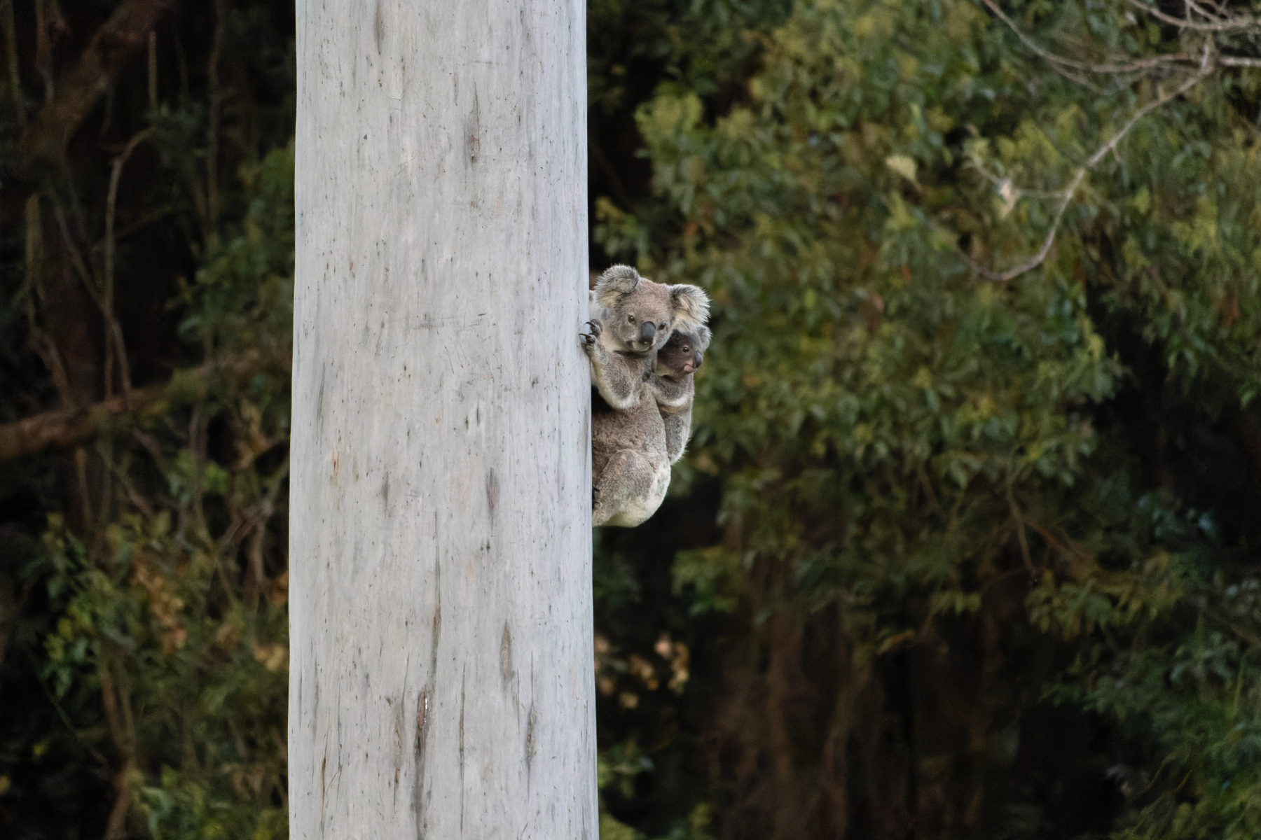 Climbing Koalas Ultimate Leggings – natopia