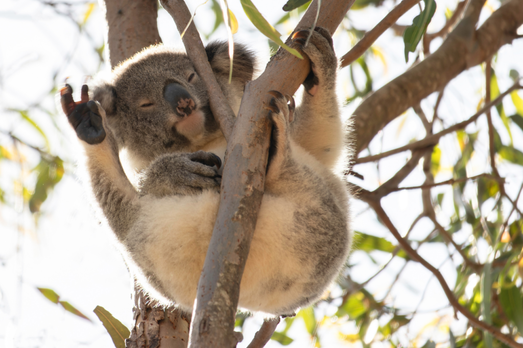 Community mapping, citizen science and technology can help us save koalas
